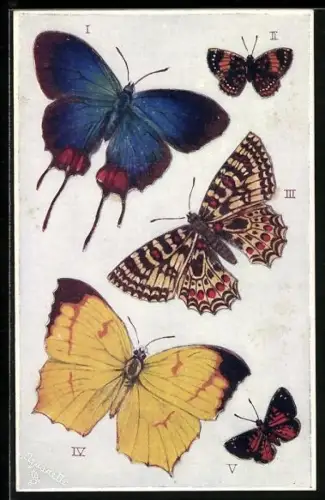 AK Butterflies and Moths - Foreign Butterflies, Schmetterlinge