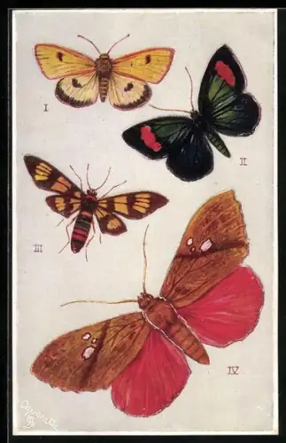 AK Diverse Schmetterlingsarten, Sangala Gloriosa, Diacrisia Sannio