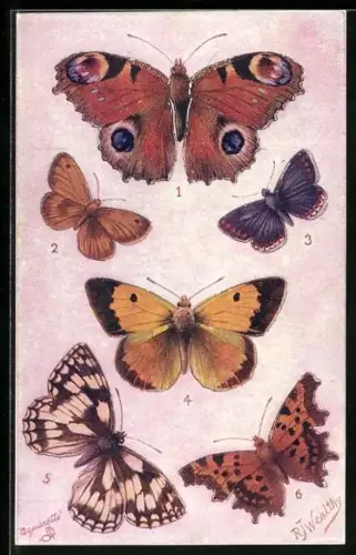 Künstler-AK Schmetterlinge mit gelben, blauen, roten, weissen und braunen Flügeln und Tupfen, Common Blue, British