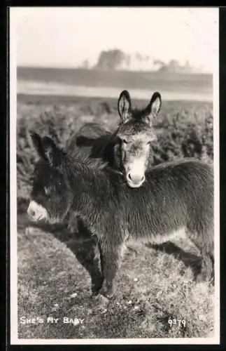 AK She`s My Baby, Two Donkeys