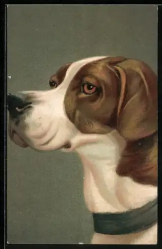AK Kopf von einem Jagdhund