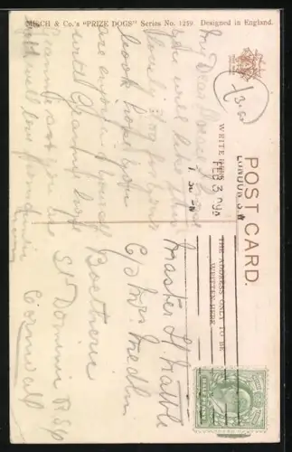 AK Kopf von einem Jagdhund