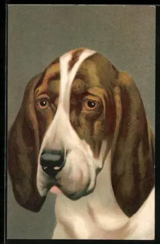 AK Kopfpartie eines Basset Hound