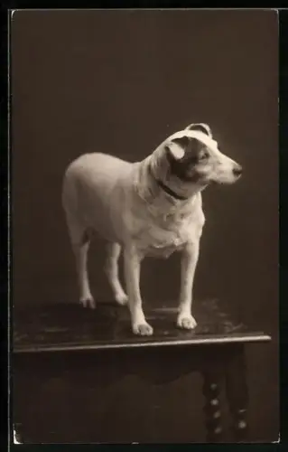 Foto-AK Hund auf einem Tisch, Portrait