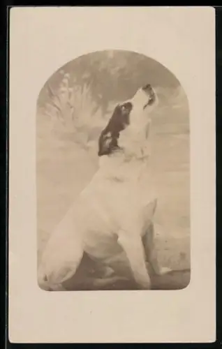 Foto-AK Sitzender Hund blickt nach oben, Portrait