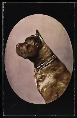 AK Bull-Mastiff mit Halsband, Seitenportrait