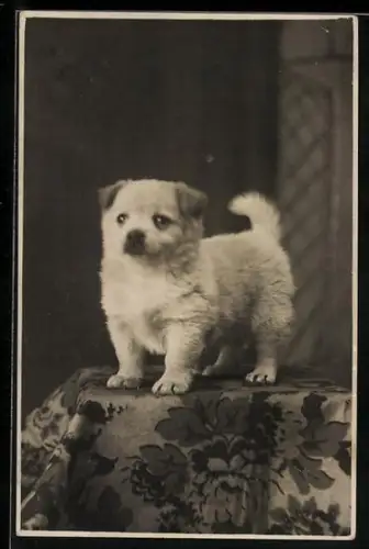 Foto-AK Welpe mit wolligem Fell und grossen Augen, Portrait