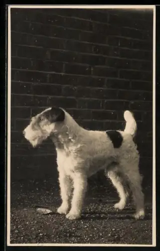 Foto-AK Foxterrier vor einer Ziegelwand, Portrait