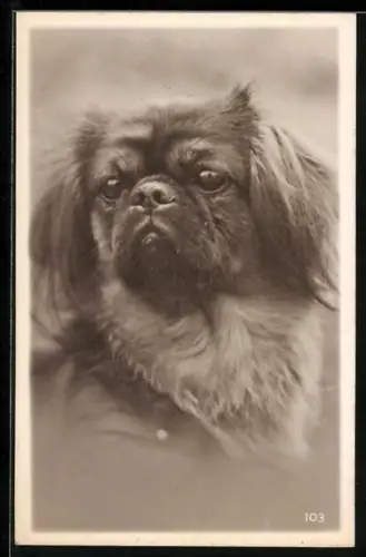 AK Pekinese mit grimmigem Blick, Portrait