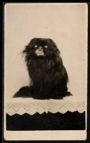 Foto-AK Pekinese auf einem Spitzendeckchen