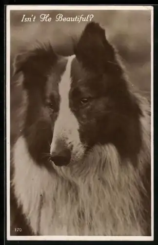 AK Isn`t he beautiful?, Collie, Portrait