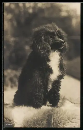 Foto-AK Pudel mit weisser Blesse auf einem Fell