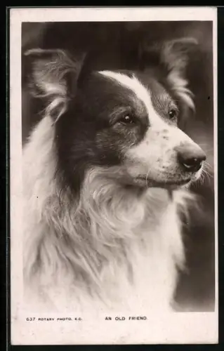 AK An Old Friend, Collie, Portrait