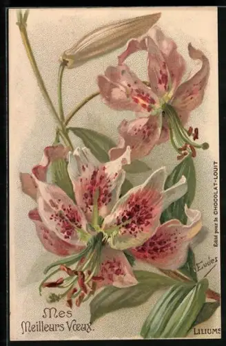 AK Blühende Lilie, Reklame für Chocolat-Louit