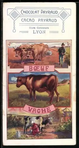 AK Lyon, Reklame von Chocolat Payraud mit Kühen, die Fleisch und Milch geben