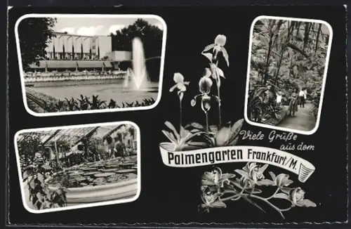 AK Frankfurt-Westend, Palmengarten, Ortspartie, Gebäude, Gewächshaus