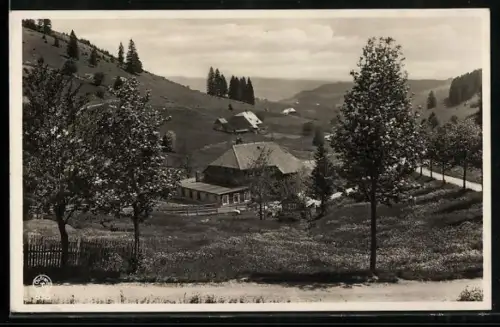AK Neuglashütten /Hochschwarzwald, Gasthaus z. Grünen Baum, Landschaft, Schwarzwaldhäuser