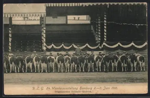 AK Hamburg, 24. Wanderausstellung der D.L.G. 1910, Ostpreussisches Holländer-Rindvieh