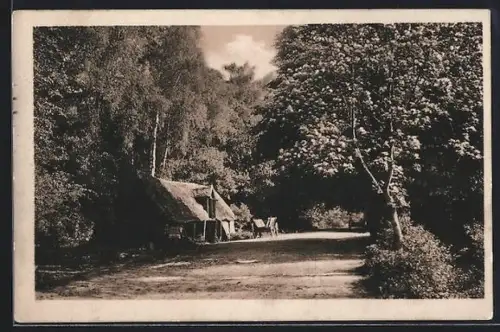 AK Sachsenwald, Waldweg beim Forsthaus Witzhaver Viert