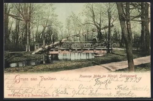 AK Berlin-Pankow, Krumme Birke im Königl. Schlosspark