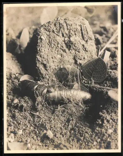 Fotografie verpuppter Raupen Kokon zwischen Pflanzen