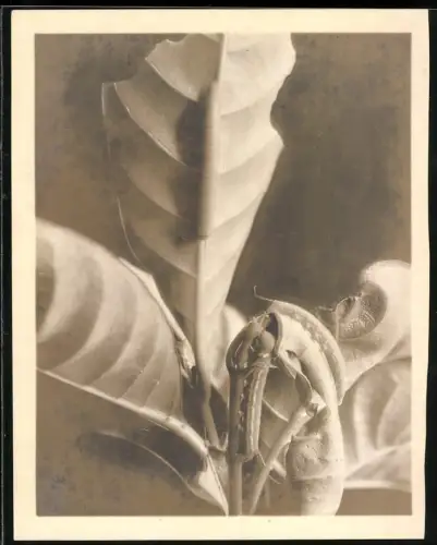 Fotografie Raupe mit ihrem Kokon am Pflanzenast