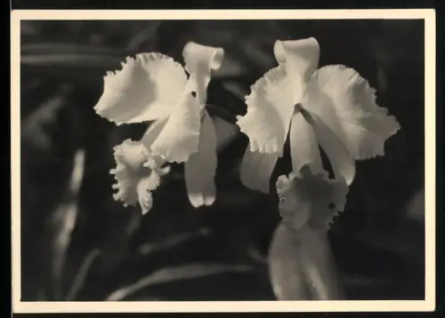 Fotografie Nahaufname einer Narzisse