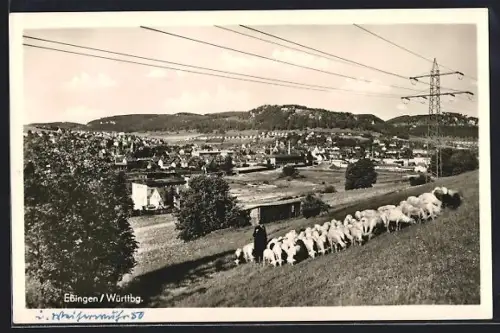 AK Ebingen /Württbg., Ortsansicht mit Schäfer und Schafherde sowie Überlandleitung