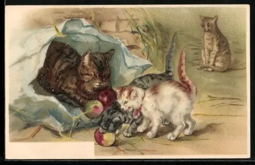 AK Katzen spielen mit Äpfeln