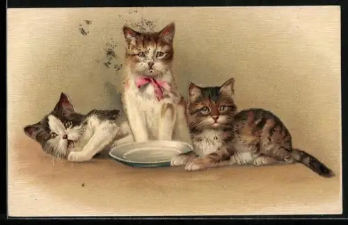 AK Drei kleine Katzen sitzen vor einem Teller