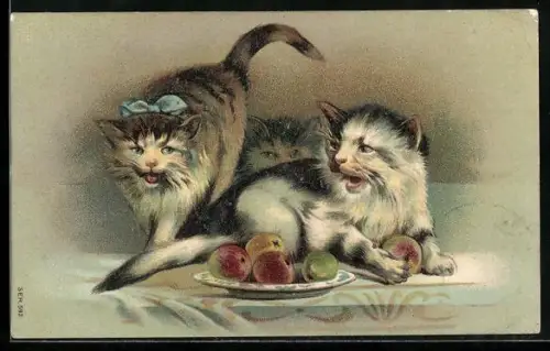 AK Drei Katzen mit einem Apfelteller