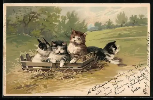 Lithographie Katzen in einer Holzkiste