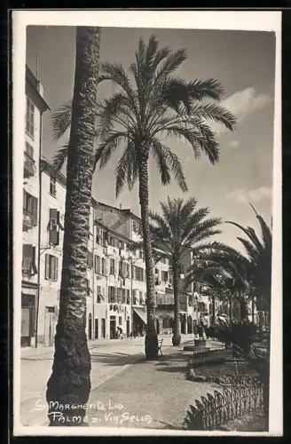 AK Santa Margherita Ligure, Palme di Via Sella