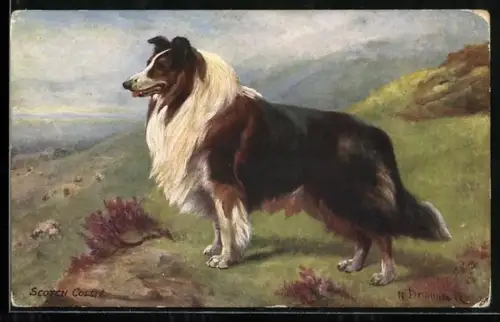 AK Collie auf einer Wiese in einer Hügellandschaft