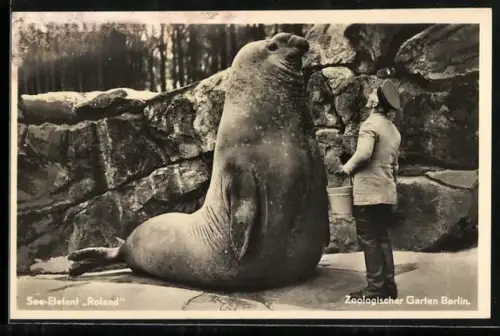 AK Berlin, See-Elefant Roland vor seinem Pfleger im Zoo, Tierfreundschaft
