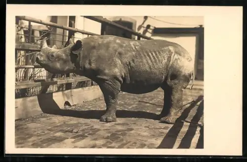 AK Frankfurt, Junger ostafrikanischer Nashornbulle Faru des Zoologischen Gartens