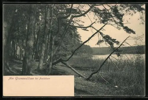 AK Berlin-Grunewald, Grunewaldsee bei Paulsborn, Uferlandschaft mit Wald und See