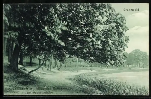 AK Berlin-Grunewald, Landpartie mit blühenden Rosskastanien am Grunewaldsee