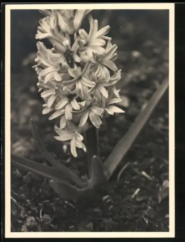 Fotografie Botanik, Hyazinthe