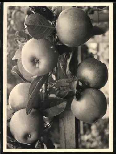 Fotografie schwarz weiss Foto von Äpfeln