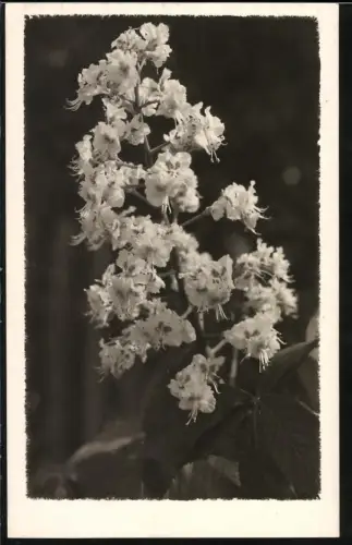 Fotografie Botanik, Blühende Kastanienblüten