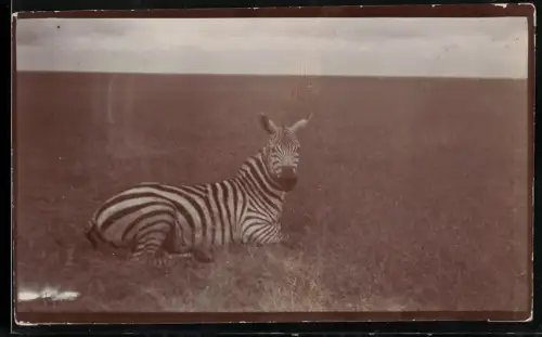 Fotografie Zebra in der Afrikanische Steppe, Safari