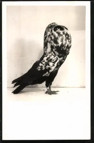 Fotografie Rassetaube Altdeutscher Kröpfer