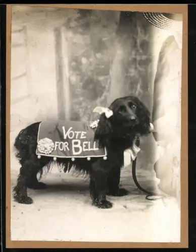 Fotografie schwarzer Hund mit Decke Vote for Bell