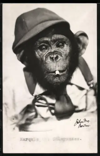 Fotografie Affe als Marquis the Chimpazee mit Zigarette im Maul