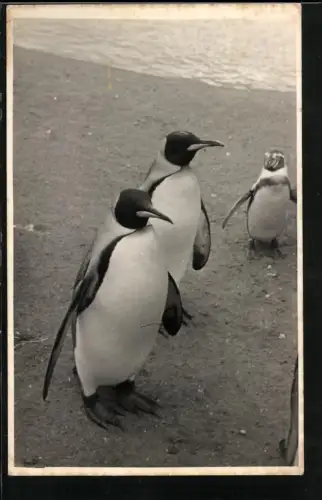 Fotografie zwei Kaiserpinguine nebst Jungtier