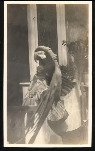 Fotografie Papagei auf dem Balkon