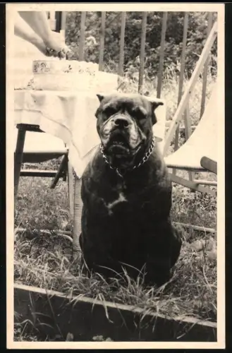 Fotografie grosser Hund mit Metall Halsband