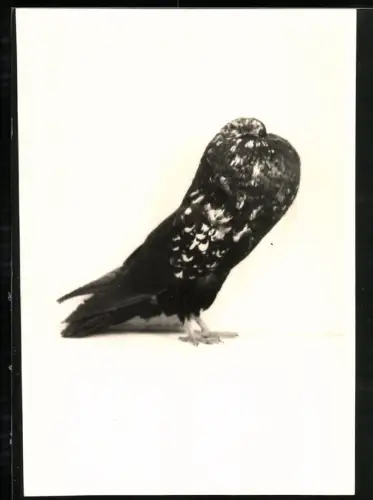 Fotografie Rassetaube Hessischer Kröpfer