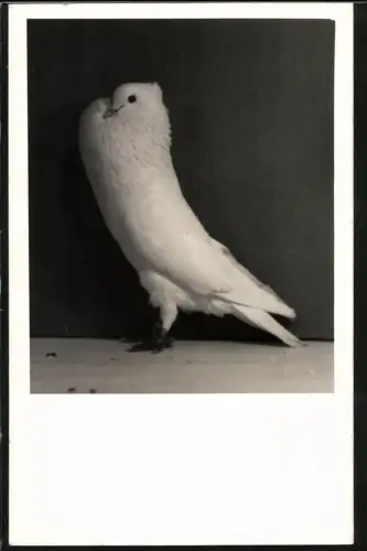 Fotografie weisse Kröpfertaube, Rassetaube